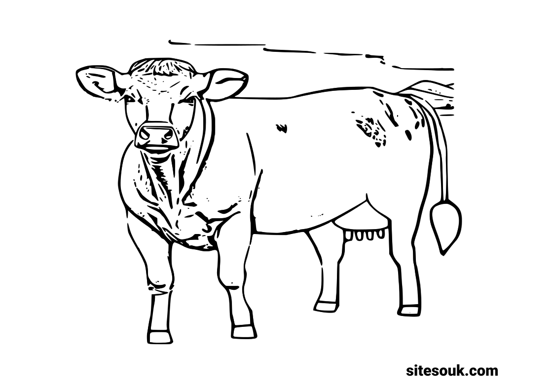 Cow